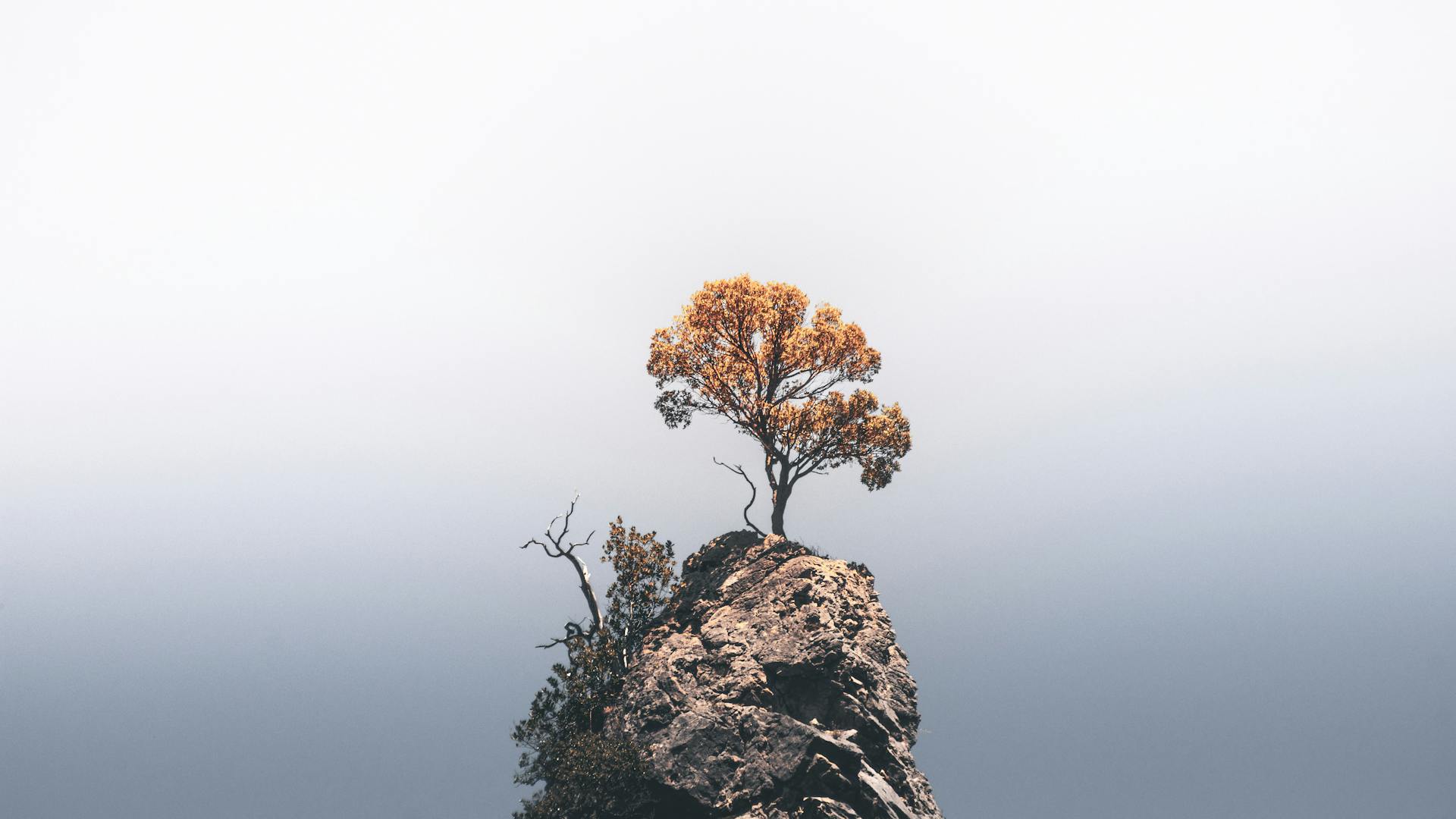 A single tree standing on a rocky peak surrounded by dead trees in misty conditions, symbolising survival in a challenging environment.